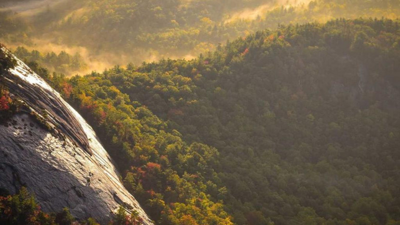 3 reasons your biscotti fritz strain is broken and how to fix it