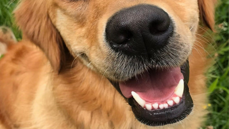 Effective Pain Relief For a Dog Suffering From Arthritis