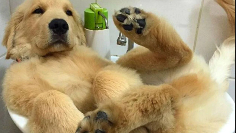 Find The Best Shampoo And Conditioner For Dogs