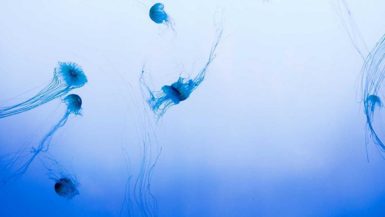 gdzie sadzimy papryke