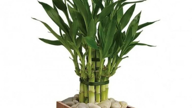 Good Luck Bamboo
