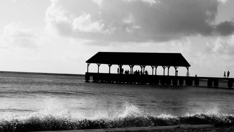 hamster sleep every thing youll want to know