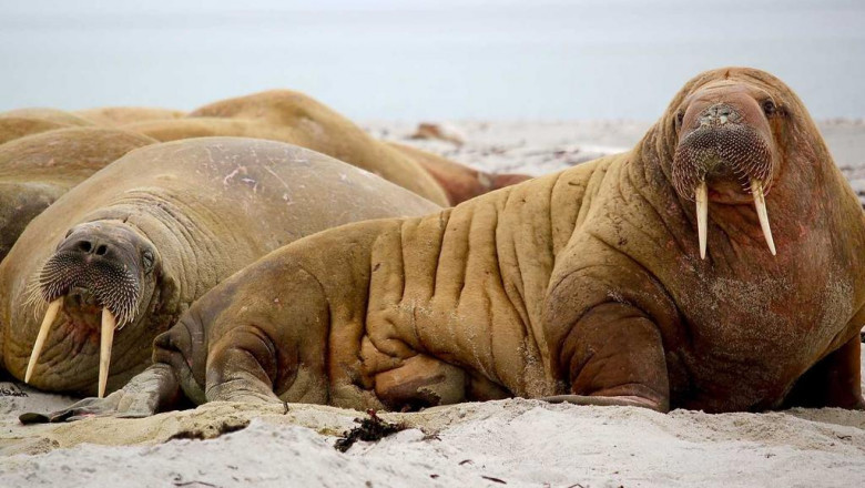 hamster sleep everything you must know