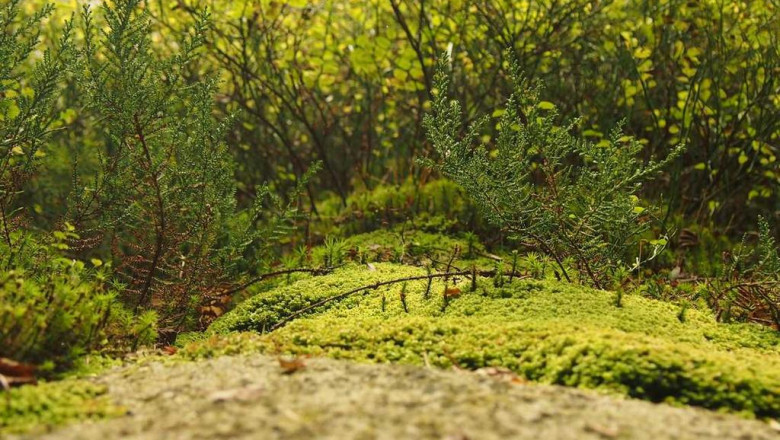 jakie sa zarobki przedszkolanki w polsce i na swiecie