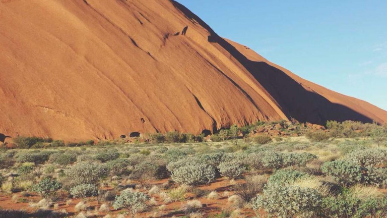 kiedy sadzic papryke pod folia