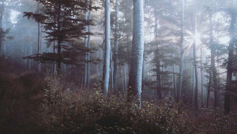 safety monitoring in clinical trials safety monitoring