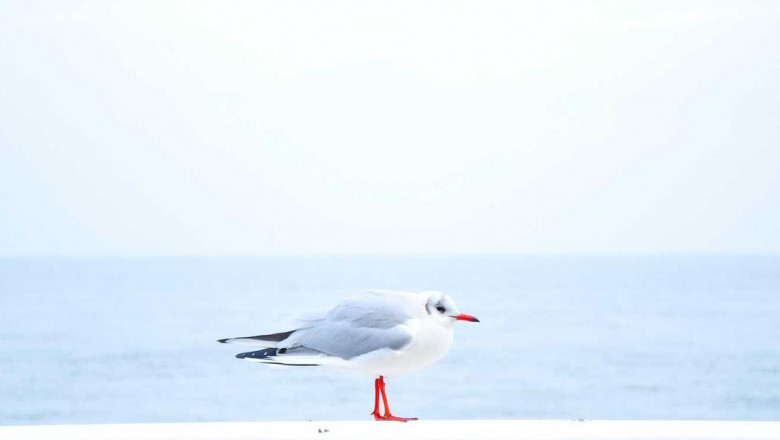 viewpoint claremont needs to buckle down concerning dry spell in your home and tally box