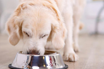What Are Dog Supplements?