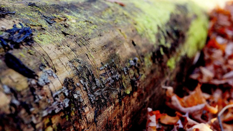 what are magic mushrooms why they are popular in quebec