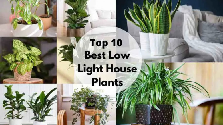 20 Best Low light Houseplants | Top Low Light Indoor Plants