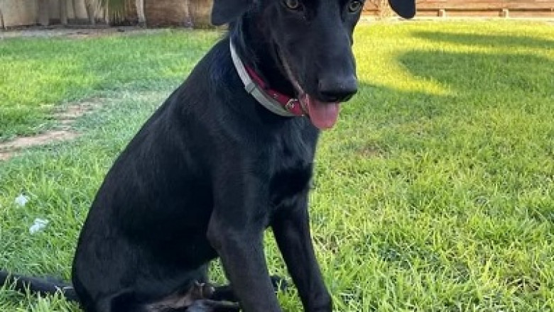 Benefits of Buying from a Pet Accessories Online Store