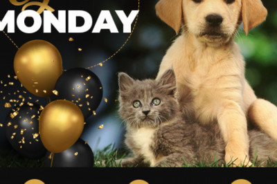 Cyber Monday Deals are Right Around the Corner- Petvetexpress