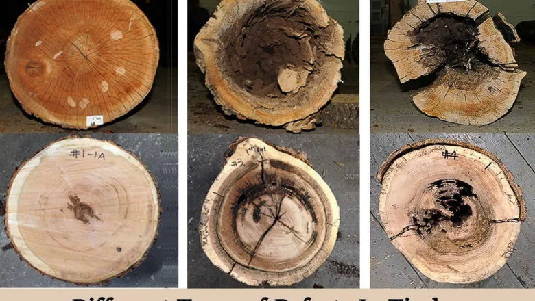 Defects In Timber | Top Defects Of Timber | 5 Different Types of Defects In Timber