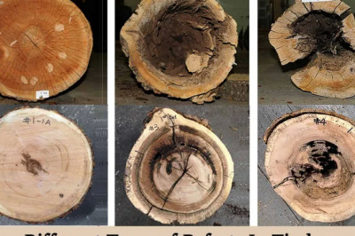 Defects In Timber | Top Defects Of Timber | 5 Different Types of Defects In Timber