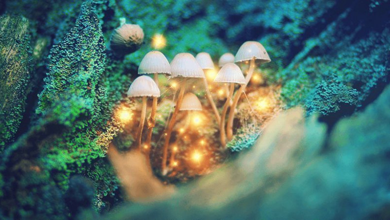 The Green Wave: How Plants Are Shaping Modern Medicine