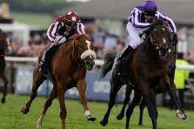 Elevate Your Game Pro Tips for Successful Horse Race Wagering