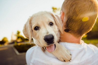 Advanced Microchip Lookup Tools: How Technology Is Simplifying Pet Identification