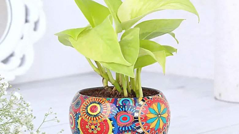 5 Desktop Plants That Instantly Boost Mood and Productivity