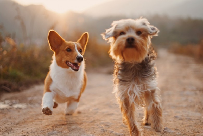 Royal Canin Dubai