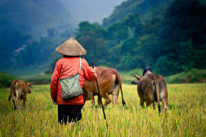 Best Cultural & Heritage Vietnam 12 Days