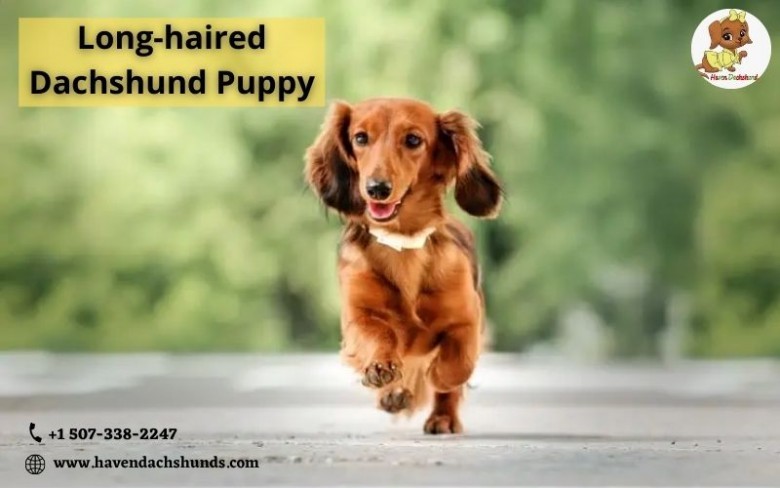 Long-haired Dachshund Puppy