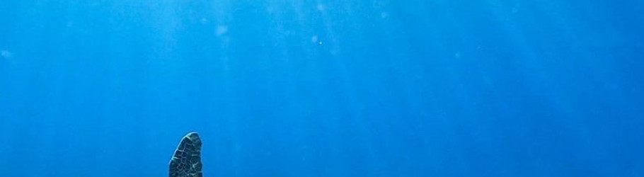 Diveoahu
