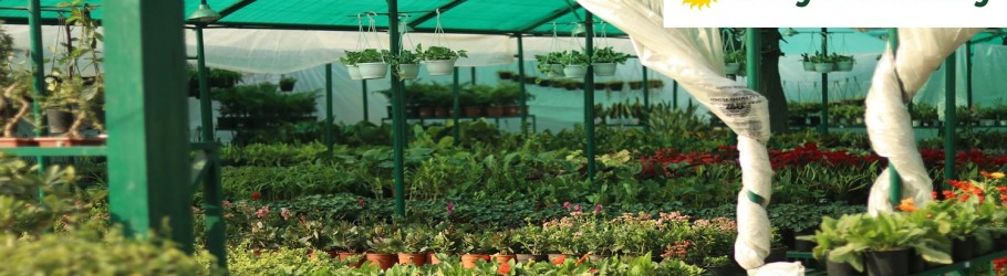 suryanursery