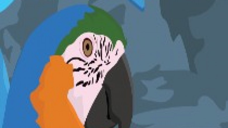 Bird Food, Parrot Cage, Parakeet Diet, Cockatiel Parrot, Eclectus Parrot – Pinterest
