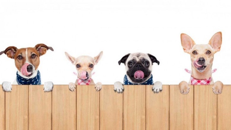 Mobile Dog Grooming | Dog Grooming Dubai