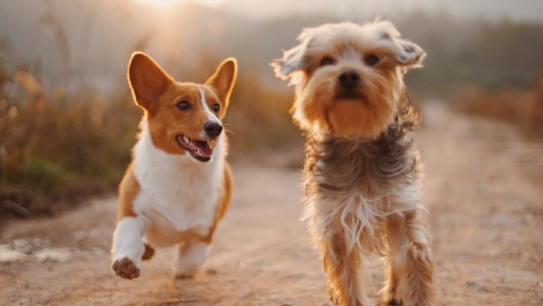Dog Food Dubai