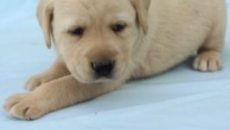 Labrador Retriever Puppies for Sale