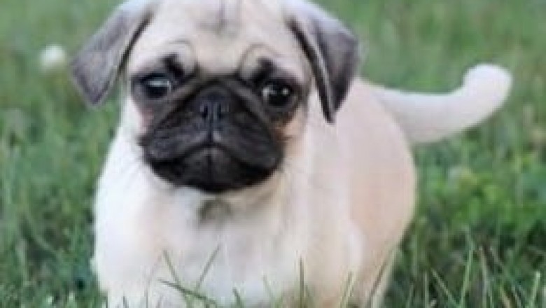 Pug Puppies for Sale