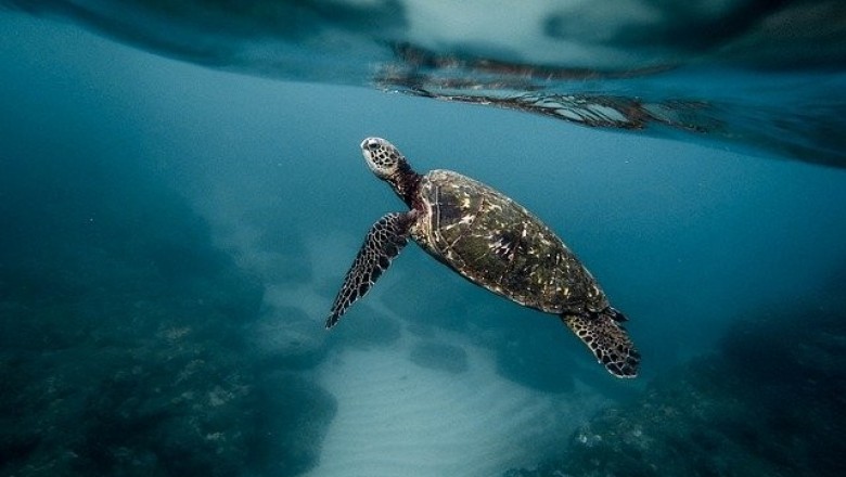 Beginner’s Guide to Underwater Photography