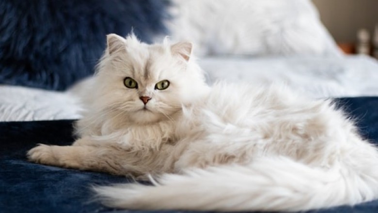 How to Find the Best Pet Supplies Sydney