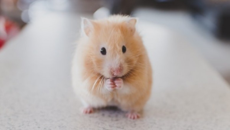 Why are Timothy Hay & Vetafarm the Best Foods for Your Bird, Hamster, and Rabbit?