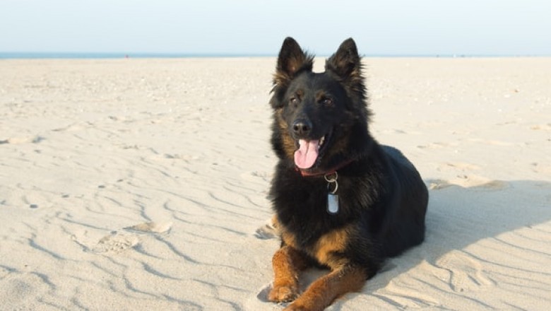 Top Reasons to Buy a Puppy Pen