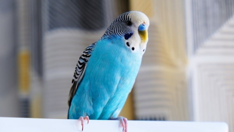 Does Your Parrot Need Bird Toys?