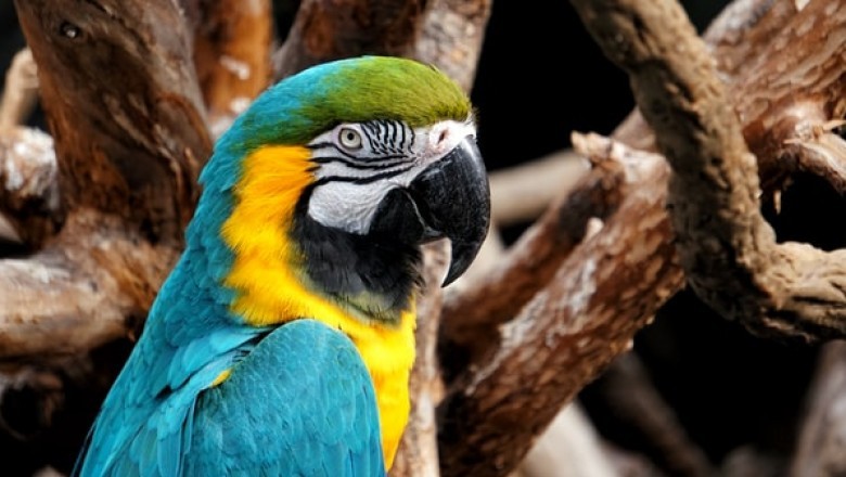 What Bird Supplies Does Your Bird Needs?