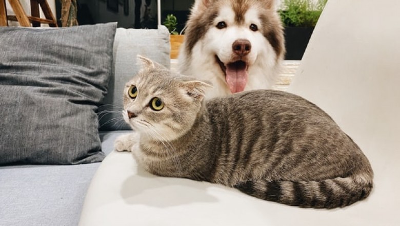 Why Should You Buy Your Pet Supplies Online?