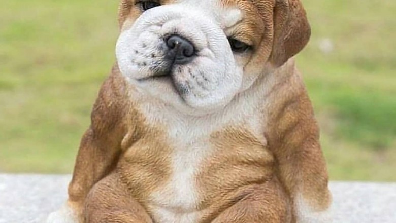 Dog breeds