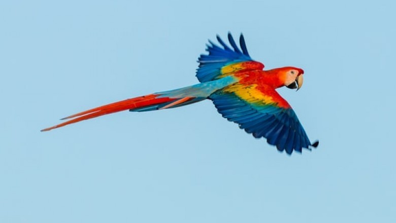 3 Methods to Make Your Parrot Live Longer!