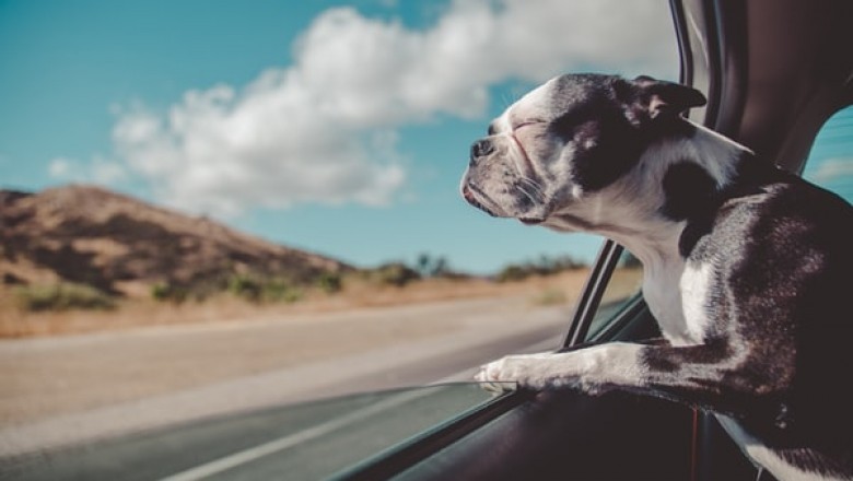 Why Is Pet Warehouse an Excellent Choice for Pet Owners?