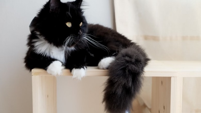 Why It Makes Sense to Buy Pet Supplies Online