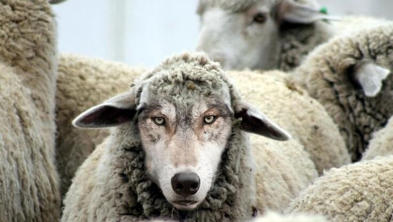 Lithuanian Wolf Dressed in Sheep’s Clothing