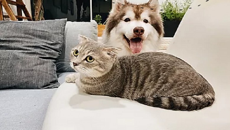 Certified pet acupuncture Singapore