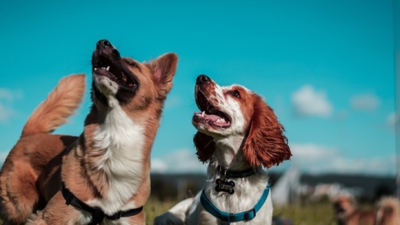 How Can Dogs Benefit from A Puppy Pen