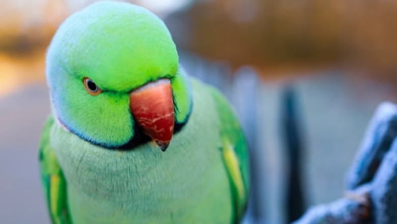 What Makes Parrot Toys So Important?