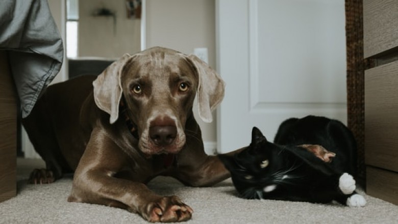 Where to Find Pet Supplies
