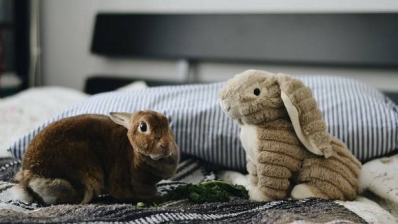 Why Shop Online for Crystal Cat Litter?