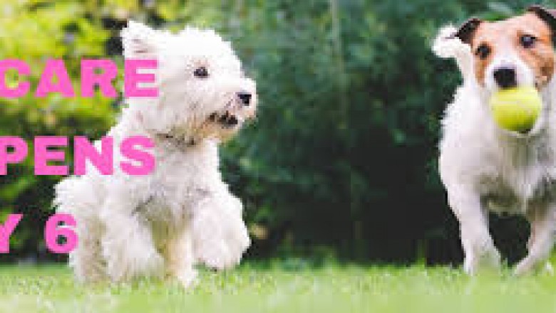 dog boarding maumelle